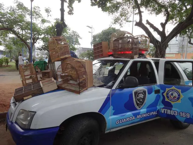 Imagem ilustrativa da imagem Combate ao comércio ilegal de animais silvestres em SG