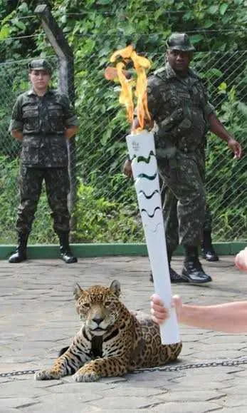 Imagem ilustrativa da imagem Sacrifício de onça exibida em passagem da tocha por Manaus revela drama de espécie ameaçada