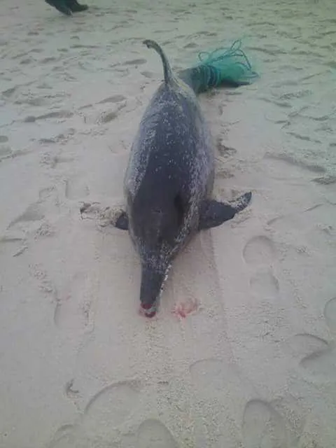 Imagem ilustrativa da imagem Golfinho encontrado morto em Saquarema