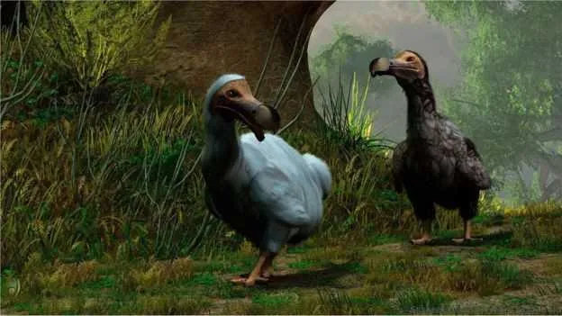 Imagem ilustrativa da imagem Como um barbeiro ajudou a conseguir os dois únicos esqueletos completos de ave gigante extinta há 350 anos