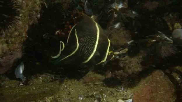 Imagem ilustrativa da imagem Documentário sobre Baia de Guanabara