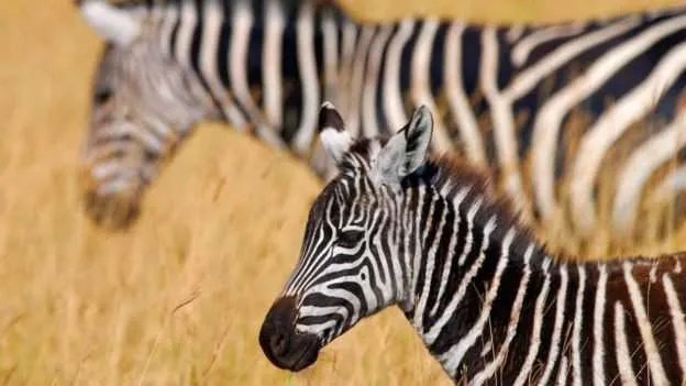 O leite da zebra é parecido com o leite humano, com cerca de 90% de água