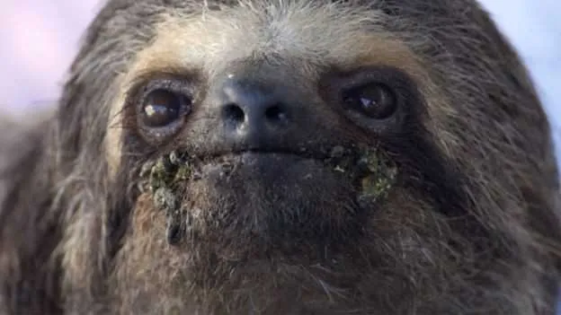 Bichos-preguiça estão entre os animais mais inofensivos que habitam as matas cariocas
