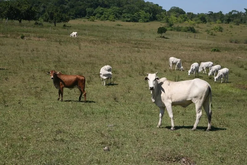 Pequenos produtores têm que buscar vacinas na secretaria