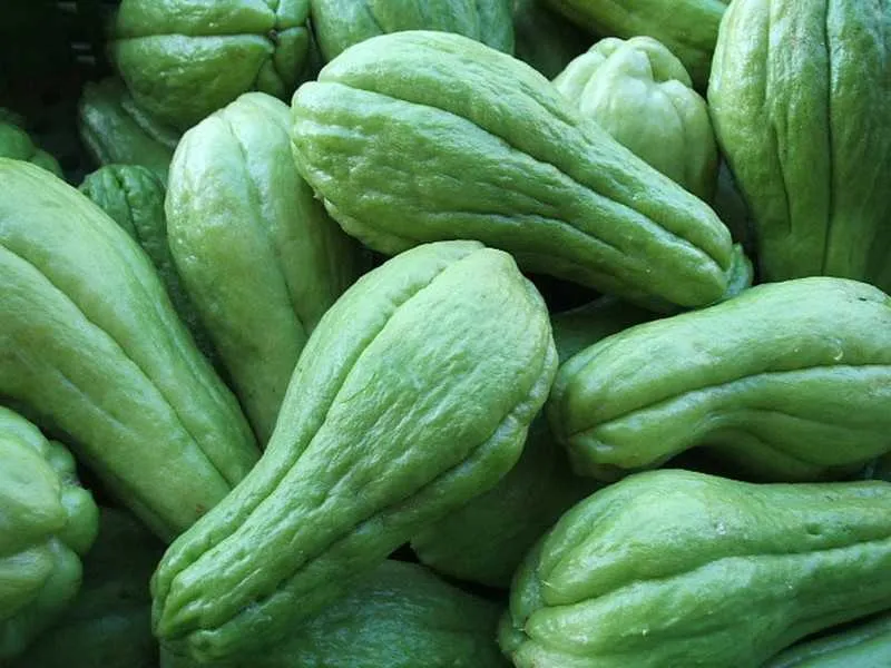 O chuchu é o item mais barato na pesquisa atual: 37% menor