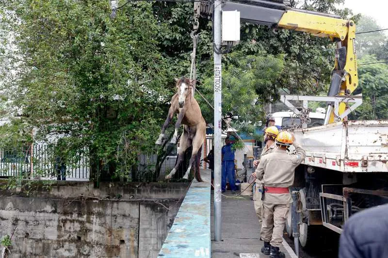  O cavalo foi arrastado pela correnteza do Rio Alcântara