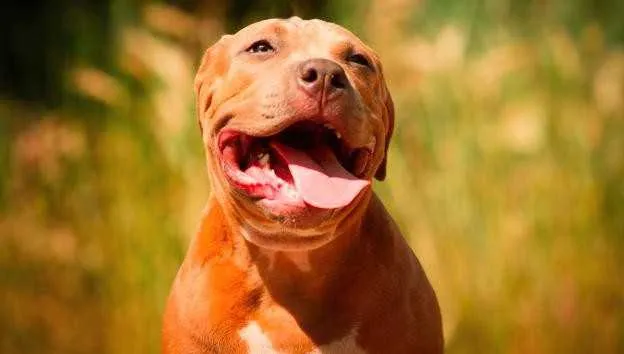 Imagem ilustrativa da imagem Pitbulls são mais bonzinhos do que chihuahuas