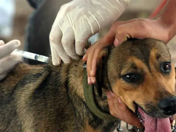 Por medidas de segurança, não é permitido que menores conduzam animais para vacinação