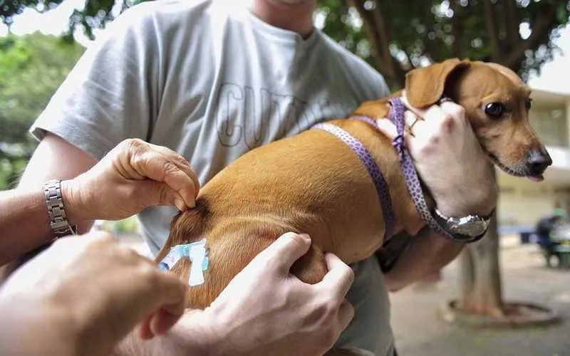 Os cães devem comparecer com guia e coleira. As focinheiras são obrigatórias par animais bravos