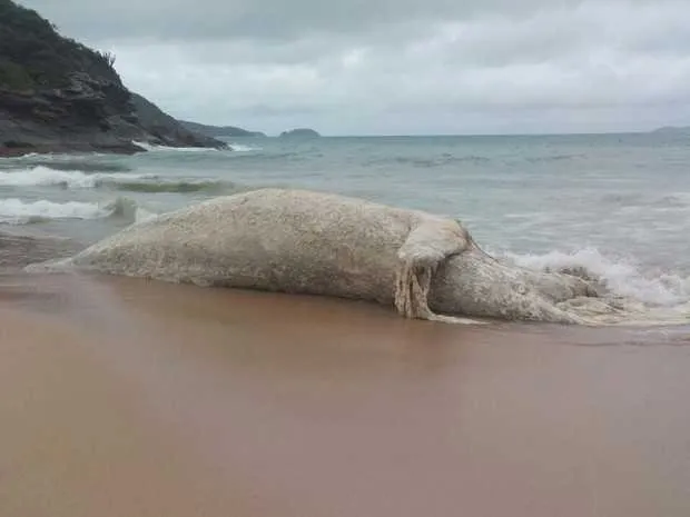 Imagem ilustrativa da imagem Baleia morta ‘encalha’  na praia de Caravelas