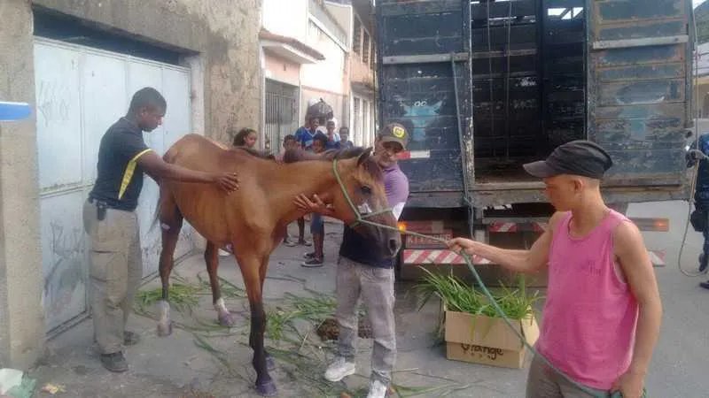 Agentes do Grupamento de Proteção ao Meio Ambiente (GPAM) resgataram uma égua que sofria maus tratos em Santa Catarina