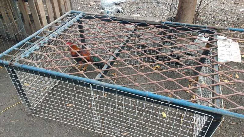 Imagem ilustrativa da imagem Polícia Ambiental estoura rinha de galos no Jardim Catarina