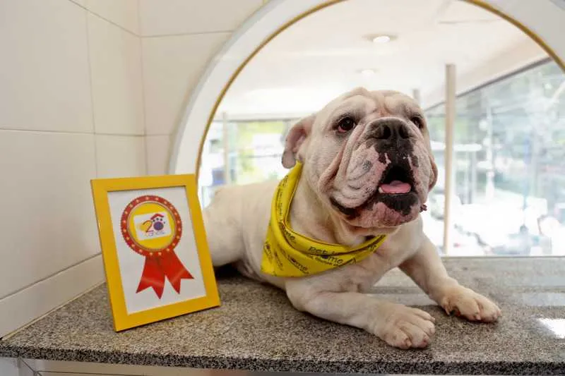 Bruce Banner foi o eleito o cão mais carismático pelos internautas e foi capa do "Caderno Pet"