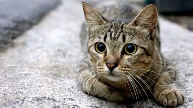 Gatos são os animais com casos mais recorrentes 