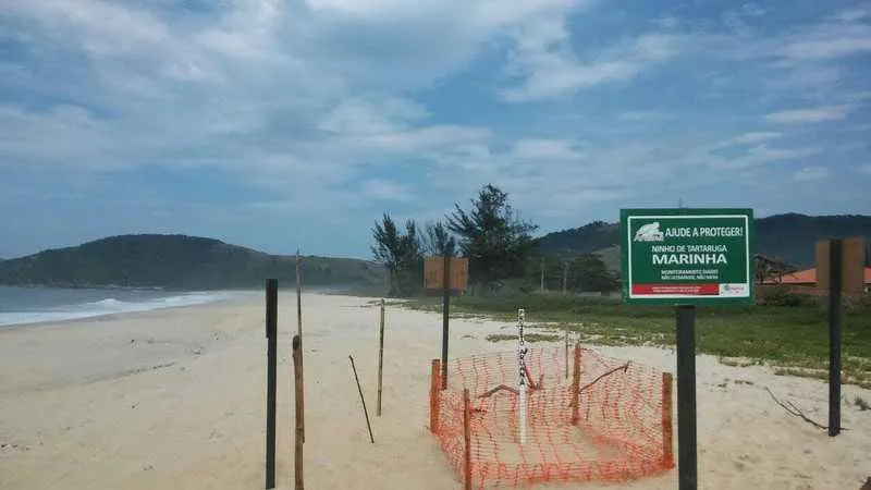 A prefeitura e pesquisadores iniciaram o monitoramento do ninho na orla da Praia de Jaconé.