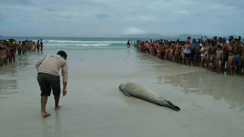 Dezenas de pessoas foram à praia do Forte, em Cabo Frio, para acompanhar o drama do animal
