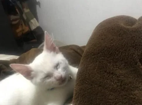 O gato Olaf era o 'xodo' de idoso
