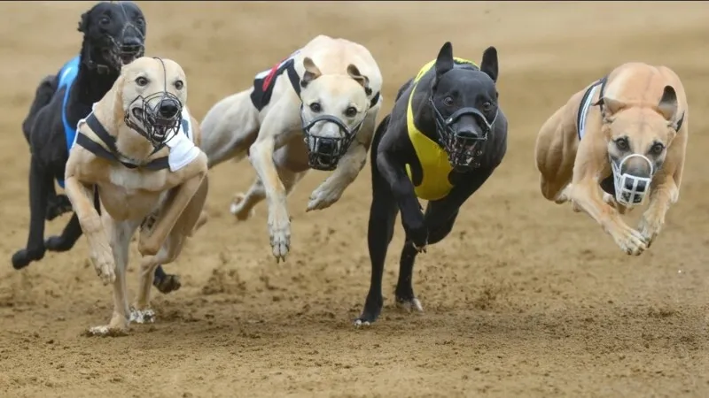 Imagem ilustrativa da imagem Governo do Estado proíbe corrida de cães por meio de decreto