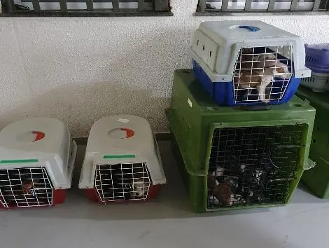 Animais estavam em situação degradante