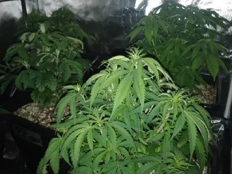 Traficante tinha pés de maconha, sementes e folhas da erva em casa
