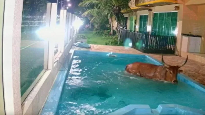 Imagem ilustrativa da imagem “Farra do Boi” termina em mergulho do animal na piscina de pousada