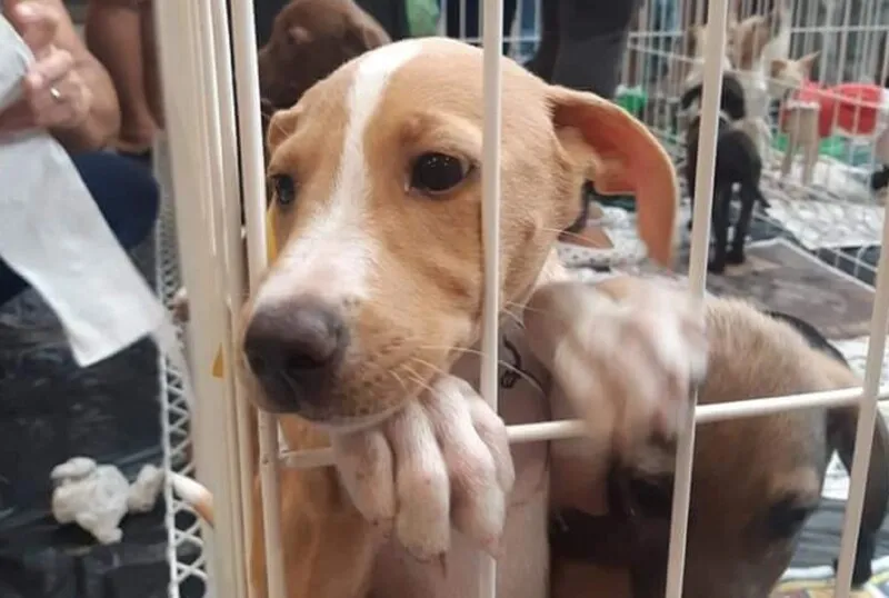 Cerca de cem animais estão disponíveis para adoção