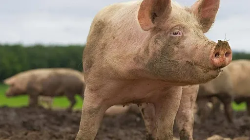 Em sua defesa, a dona do imóvel disse que possui "síndrome de Noé"