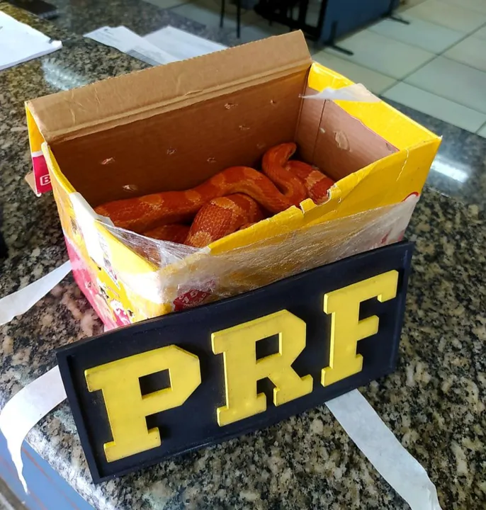PRF tabém aprendeu uma cobra de origem norte-americana na BR-116, no Rio