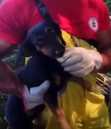 Cachorro foi resgatado após cair em poço