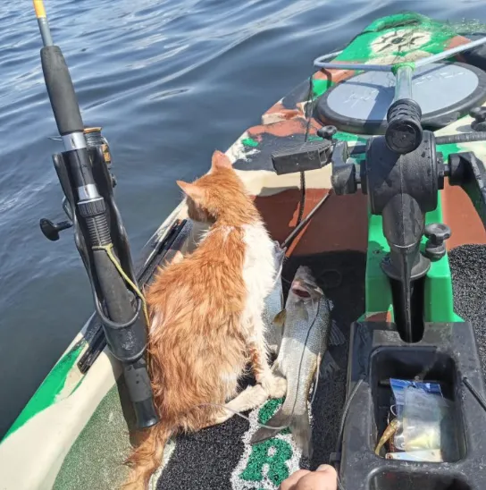 Felino foi socorrido por pescadores