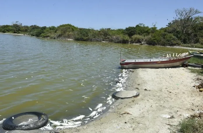 Vários peixes apareceram mortos na Lagoa de Jacaroá