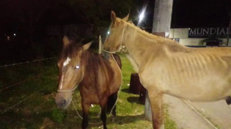 Animais foram resgatados pelos policiais