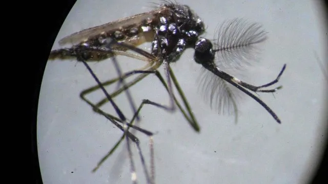 A situação já é de alerta para Aedes aegypti