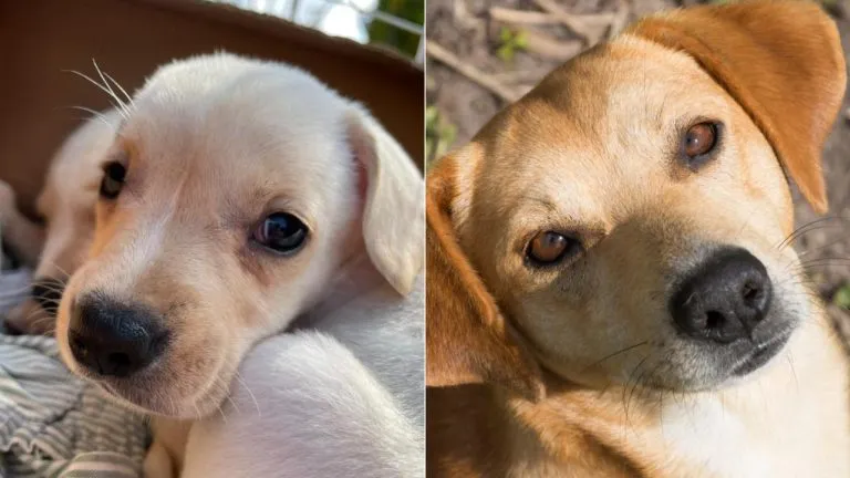 Está é a quinta feira feita apenas neste ano (2022)