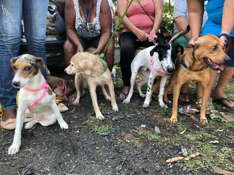 O Castramóvel faz parte do programa RJPET, da secretaria estadual de Agricultura, que vai castrar 100 mil animais até o final de 2022