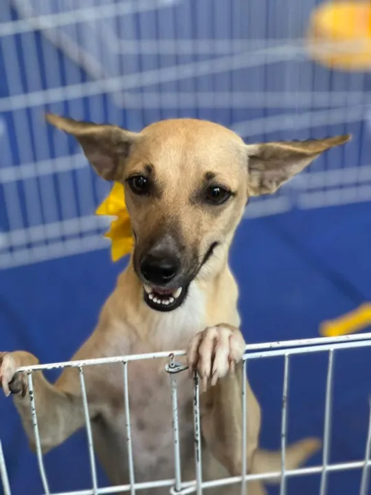 Feira de Adoção RJPET acontece no Bangu Shopping