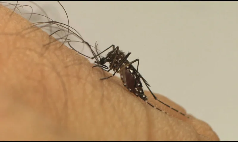 Já são 542 mil casos de dengue, em 2022, no Brasil