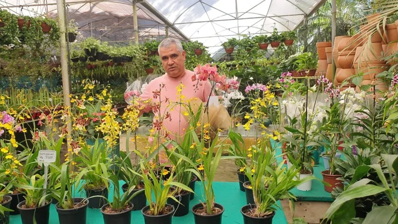Flores e plantas são uma ótima opção