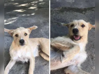 Cadela desaparece em São Gonçalo e donos buscam informações