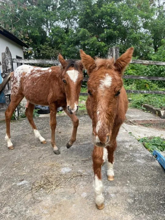 Campanha adote um equino