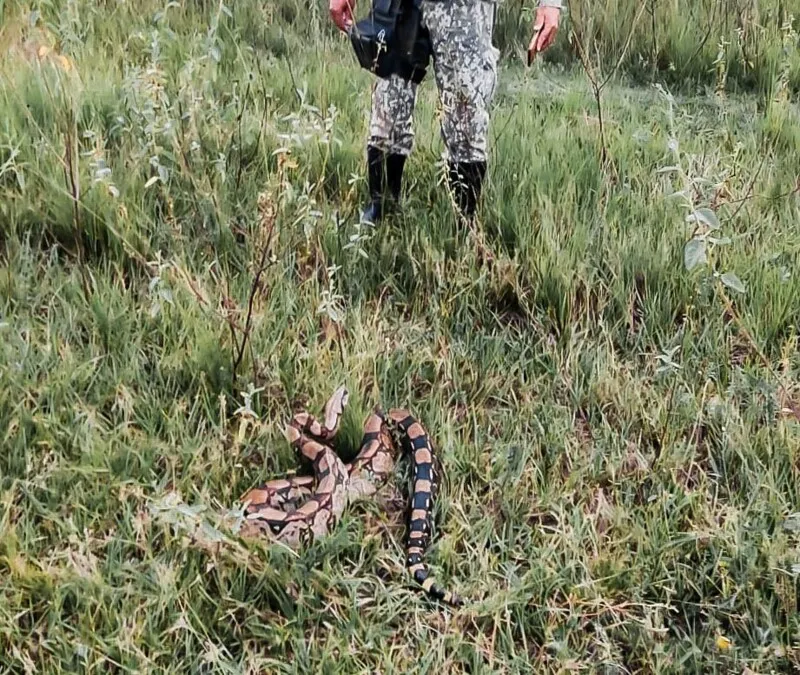 Essa foi a terceira cobra resgatada durante o mês de abril em diferentes bairros do município
