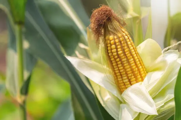 O milho é um alimento muito versátil, usado como matéria-prima em inúmeros pratos da culinária