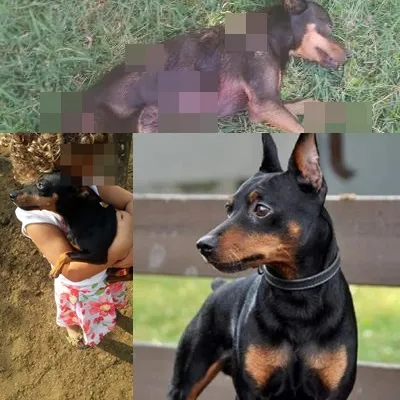 O cão salvou as crianças