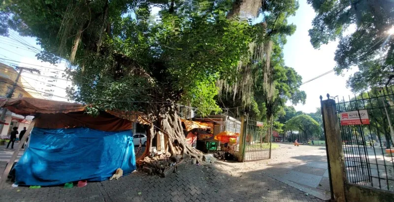 ''Árvore-mãe'' fica de esquina das Ruas São Pedro e Visconde do Uruguai