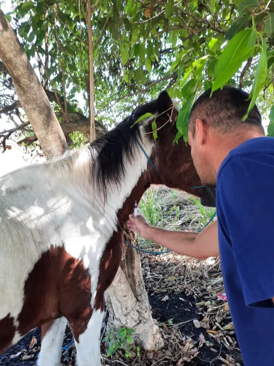 Animal abandonado recebeu atendimento da Prefeitura de Araruama