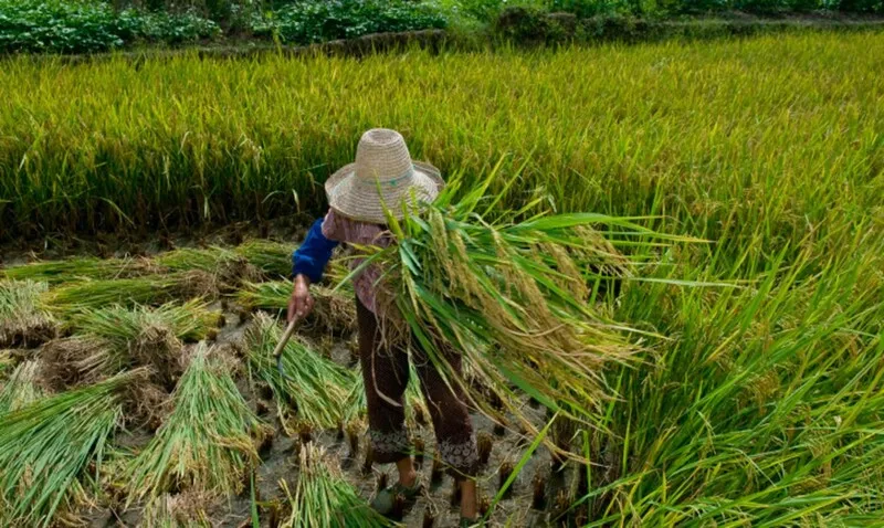 Dos casos registrados, 87,3% envolvem trabalho rural