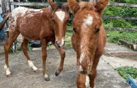 Cavalos resgatados após maus tratos são incluídos em campanha de adoção