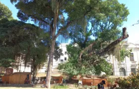 Após reportagem de OSG, árvores são podadas na Praça São João, em Niterói