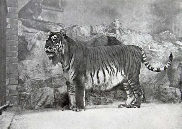Imagem ilustrativa da imagem Cientistas vão tentar 'ressucitar' espécie de tigre extinta há 40 anos