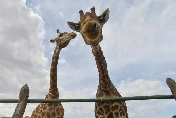 A população mundial de girafas sofreu redução de 40% nos últimos 30 anos, passando de 155 mil em 1985 para pouco mais de 97 mil em 2015